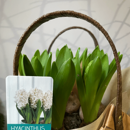 Белые гиацинты в сумочке