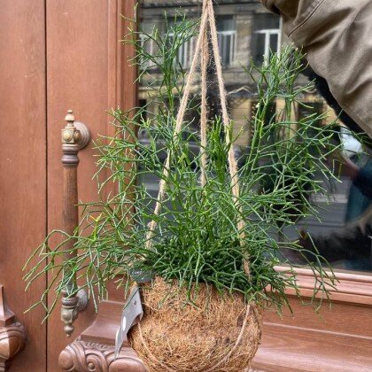 Кокедама в кокосовом кашпо