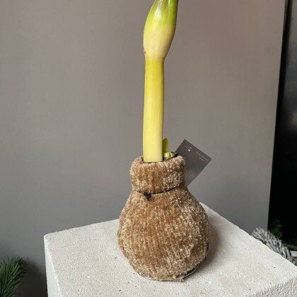 Амариллис в золотистой шубке