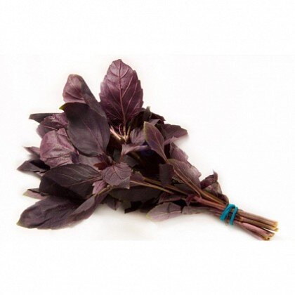 Базилик Красный